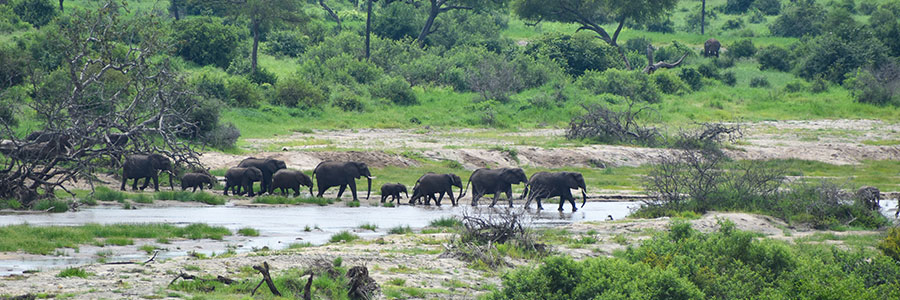 Visit Gorumara National Park near Murti Tourist Resort