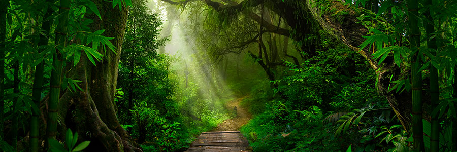 Enjoy jungle safari from Resort in Lataguri